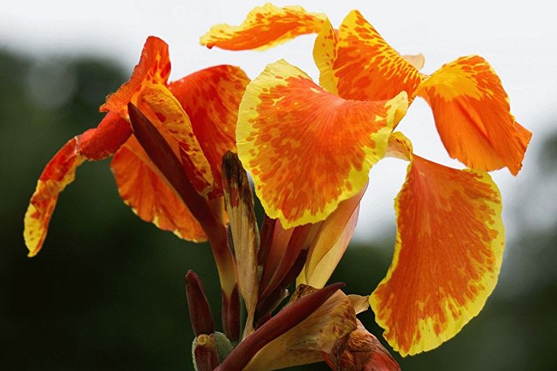 Canna - photo