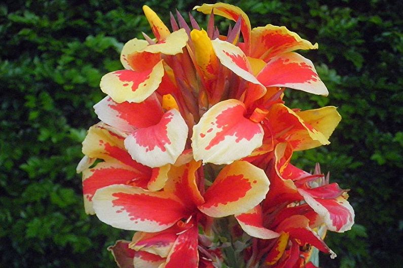 Canna - photo