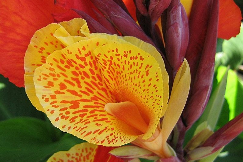 Canna - photo