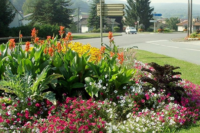 Canna - fotografia