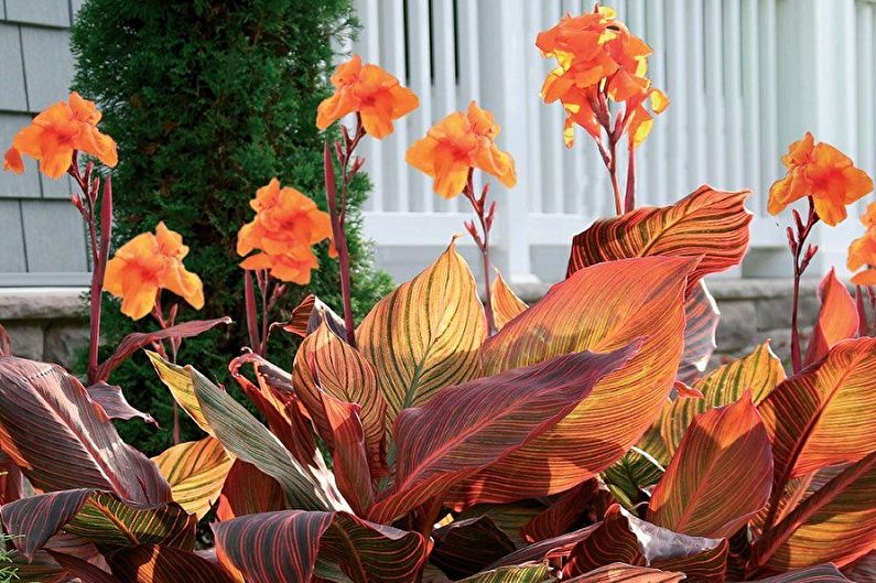 Canna - photo