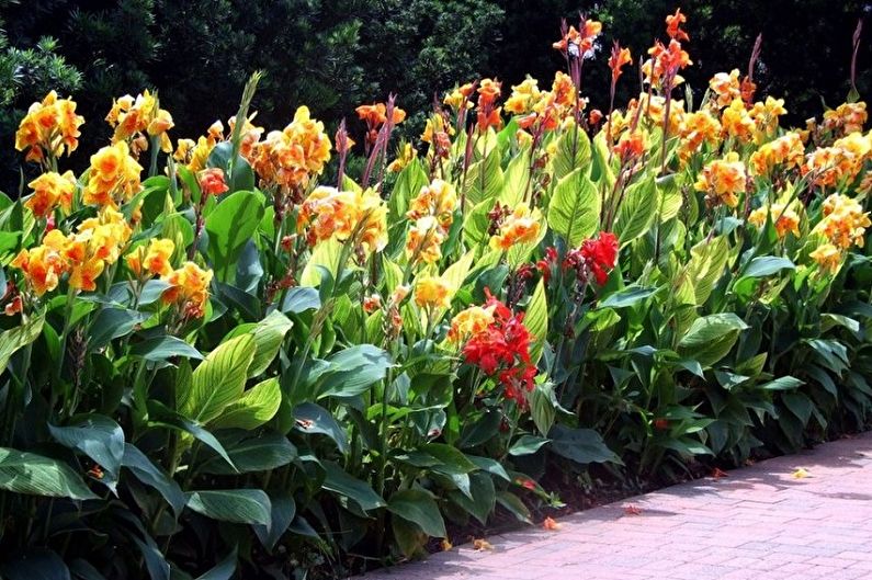 Canna - photo