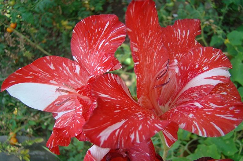 Canna - fotografia