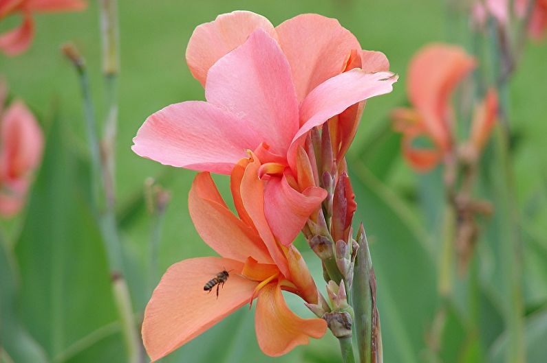 Canna - fotografie