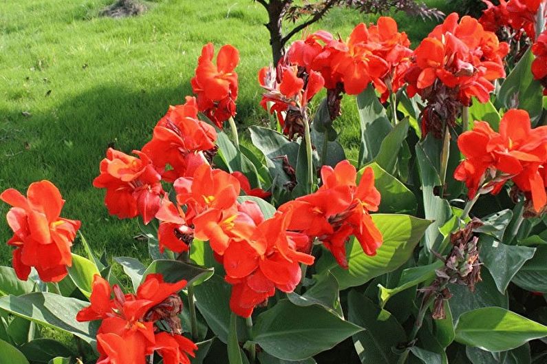 Canna - photo