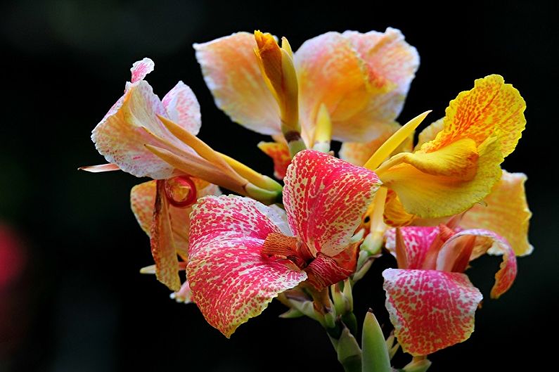 Canna - photo