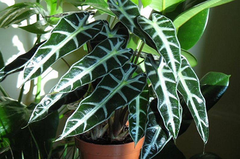 Alocasia (90 photos): types et soins