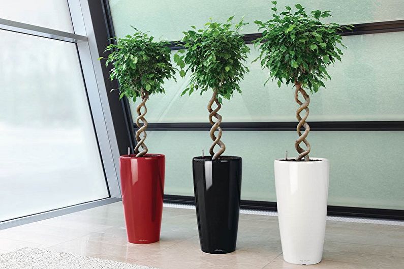 Ficus Benjamin (90 kuvaa): tyypit ja hoito