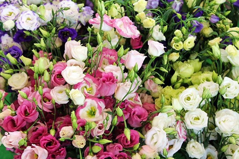 Eustoma (lisianthus): 65 ảnh, chăm sóc và tu luyện