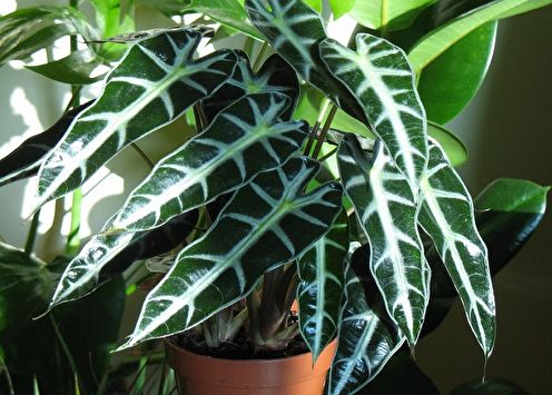 Alocasia (90 photos): types and care