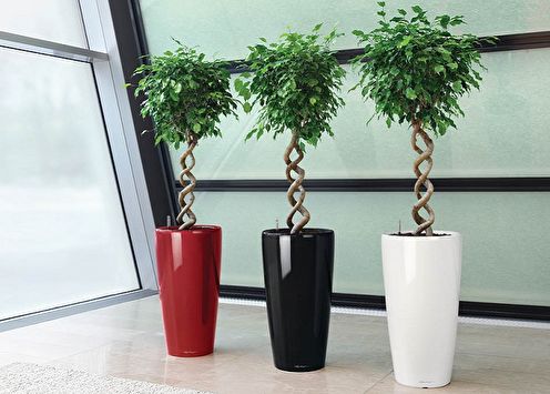 Ficus Benjamin (90 ảnh): các loại và chăm sóc