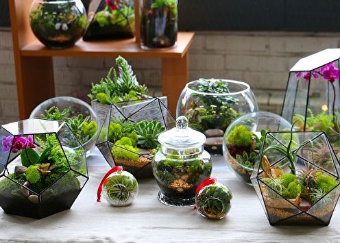 85+ idées de florarium à faire soi-même (photo)