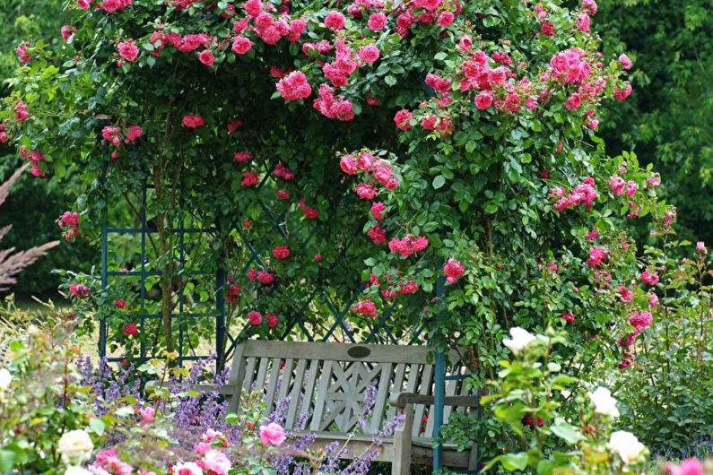 Cenadores de plantas - foto