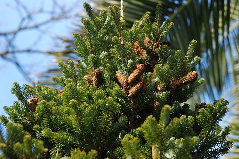 Soins du sapin coréen - Éclairage