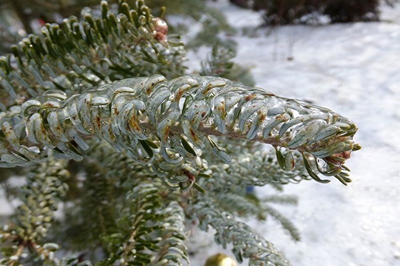 Pielęgnacja jodły koreańskiej - temperatura