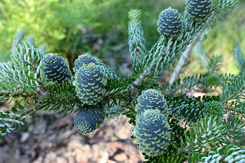 Korean kuorenhoito - kosteus