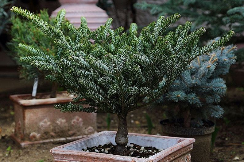 Korejas egļu kopšana - mēslojumi un barošana