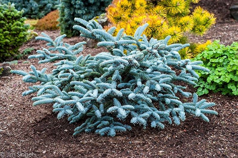 Soins du sapin coréen - Engrais et alimentation