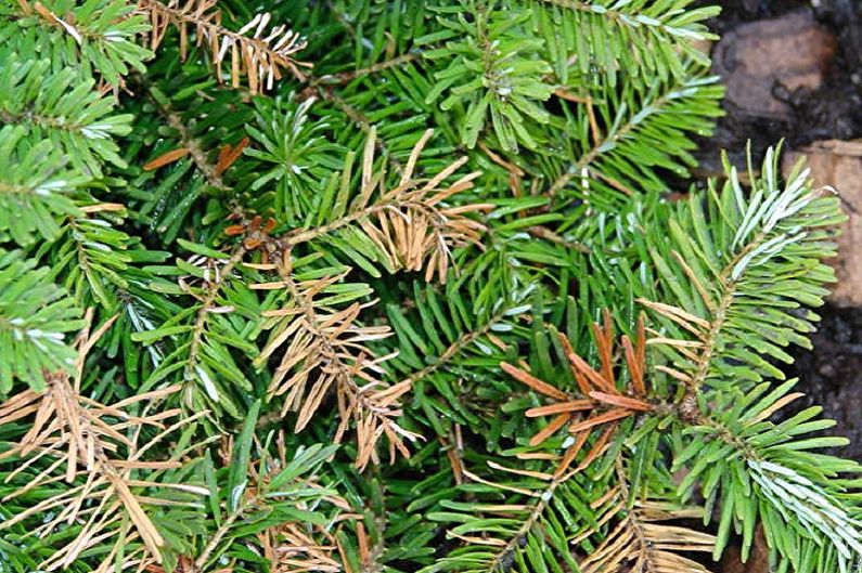 Korean Fir - Pests and Diseases