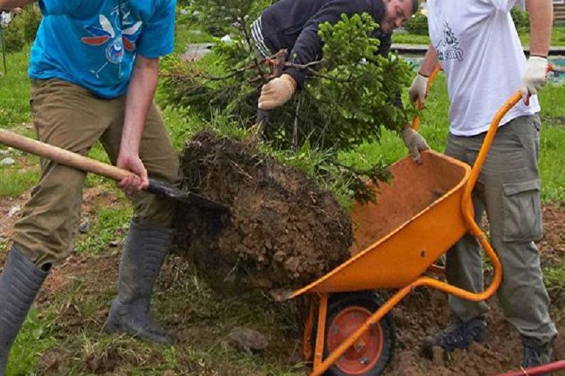 Ako transplantovať kórejskú jedľu