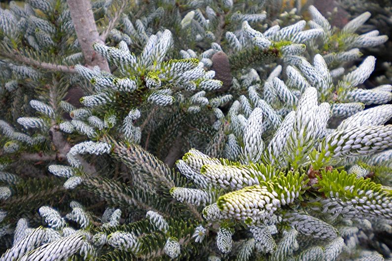 Korean fir - photo