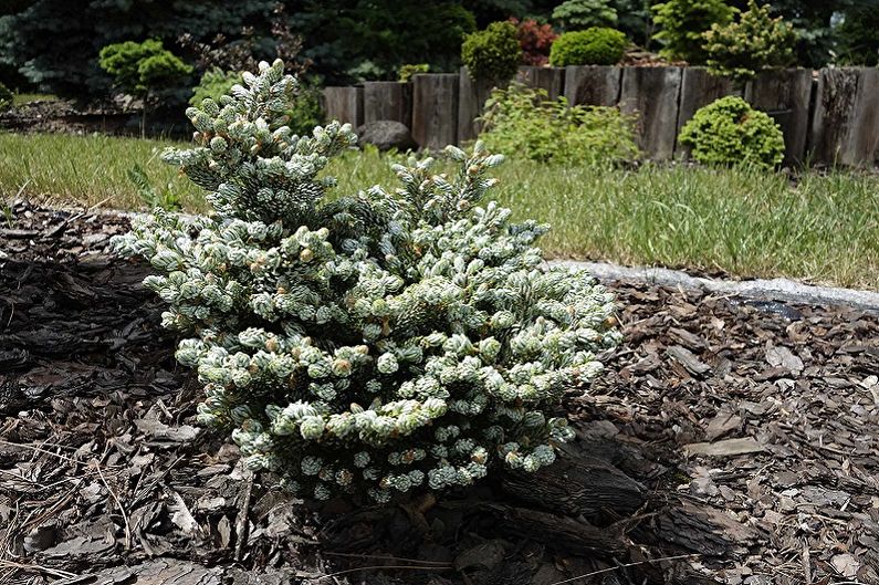 Sapin de Corée - photo