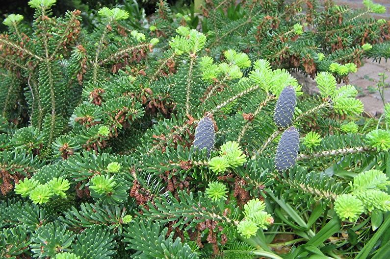 Sapin de Corée - photo