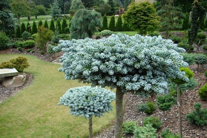 Sapin de Corée - photo