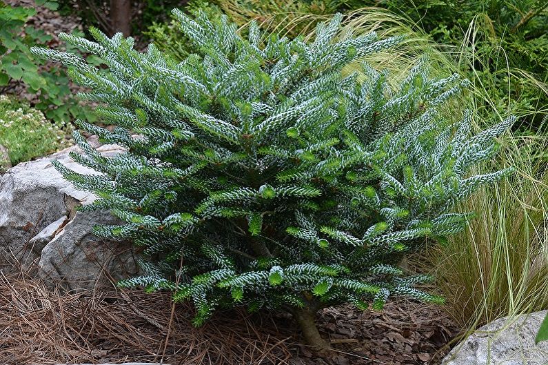 Korean fir - photo