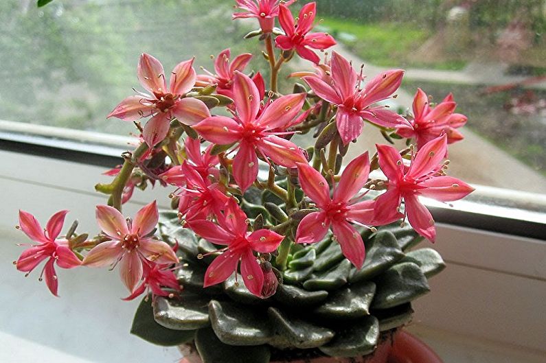 ประเภทของ Succulents - Graptopetalum