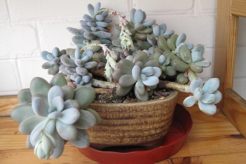 Arten von Sukkulenten - Pachyphytum