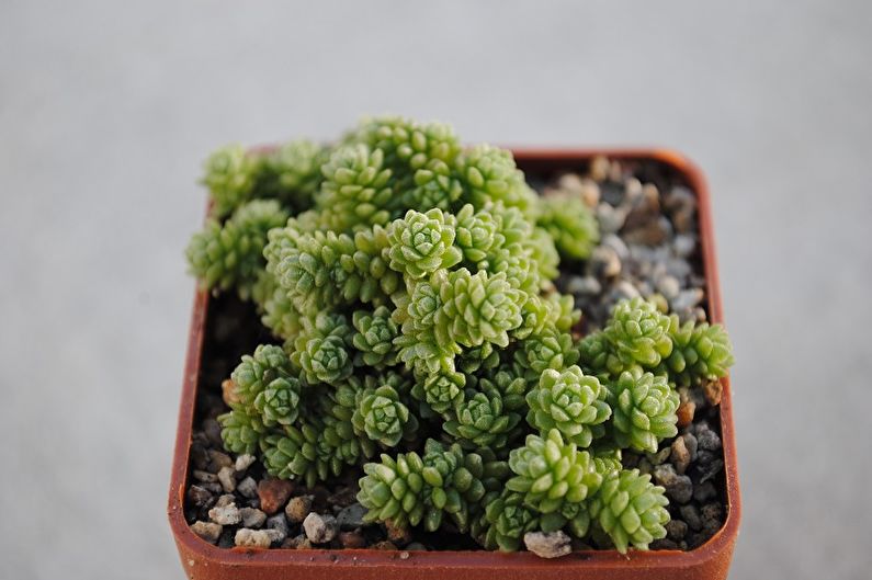 Types de plantes succulentes - Monantes