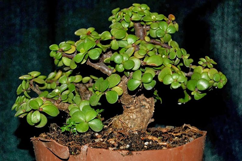 Druhy sukulentov - portulacaria