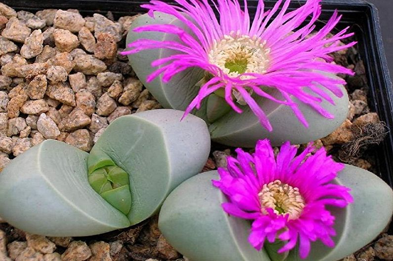 Types de succulentes - Argyroderma