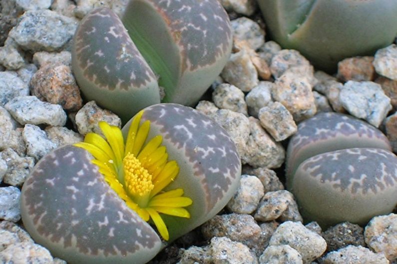 Arten von Sukkulenten - Lithops