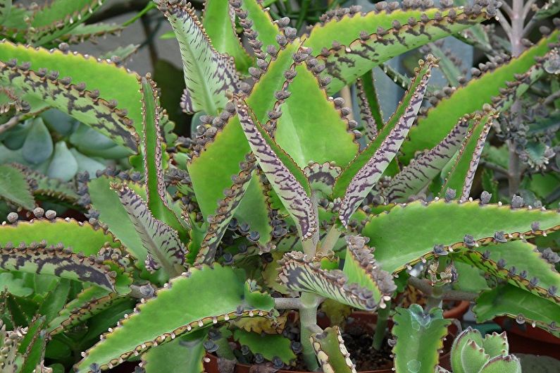 ประเภทของ Succulents - Kalanchoe