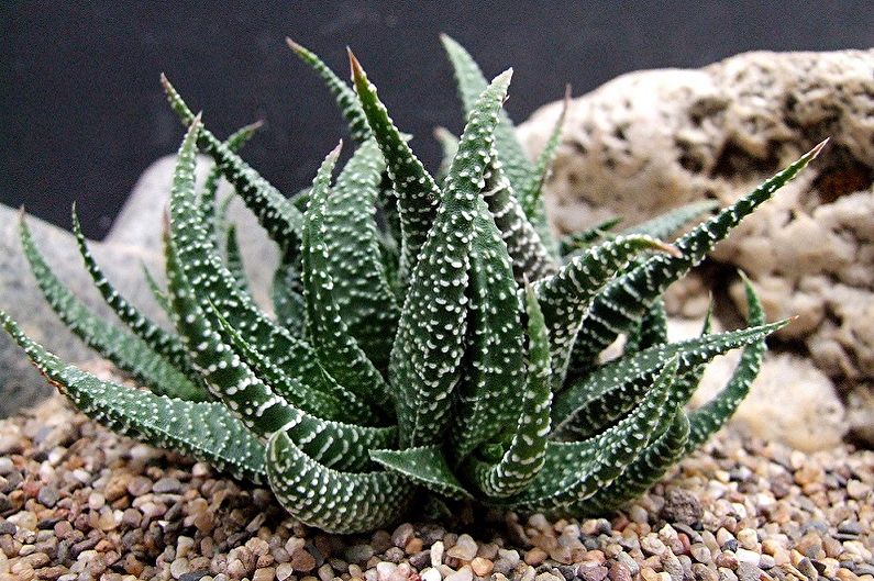 Sukkaneleiden tyypit - Haworthia