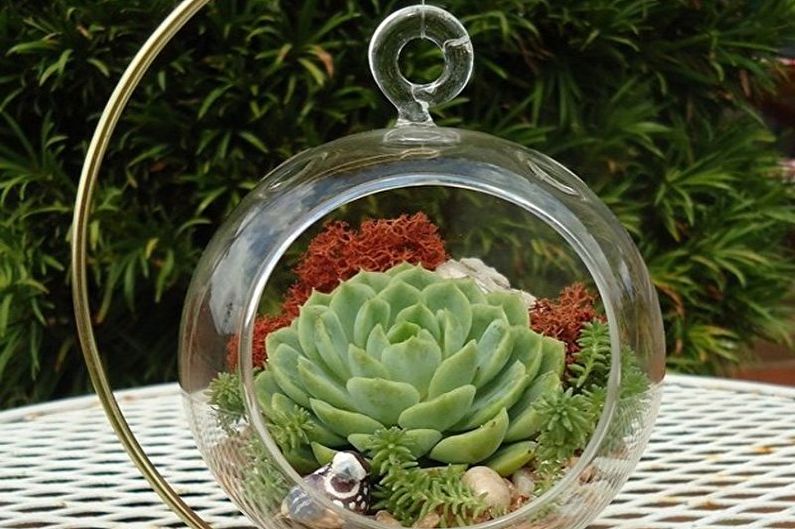 Soin succulent - Air