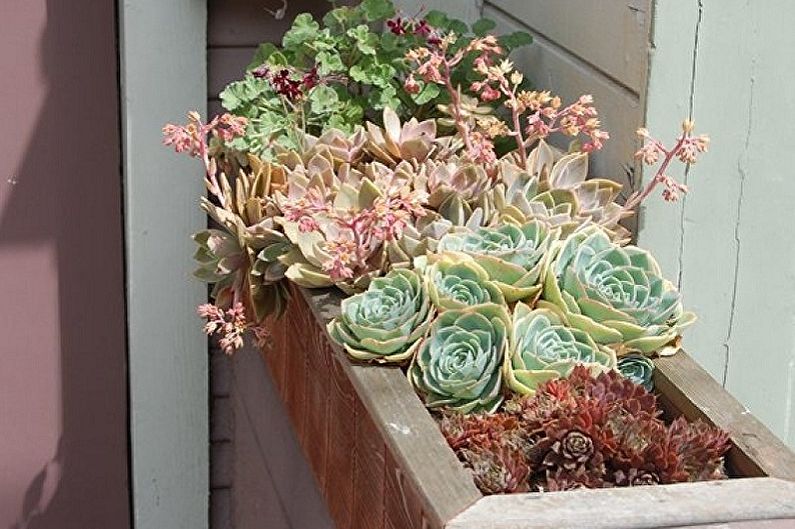 Succulent Care - Air