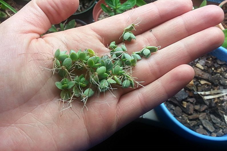 การสืบพันธุ์และการปลูกถ่ายของ succulents