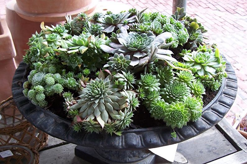 Succulents - รูปภาพ