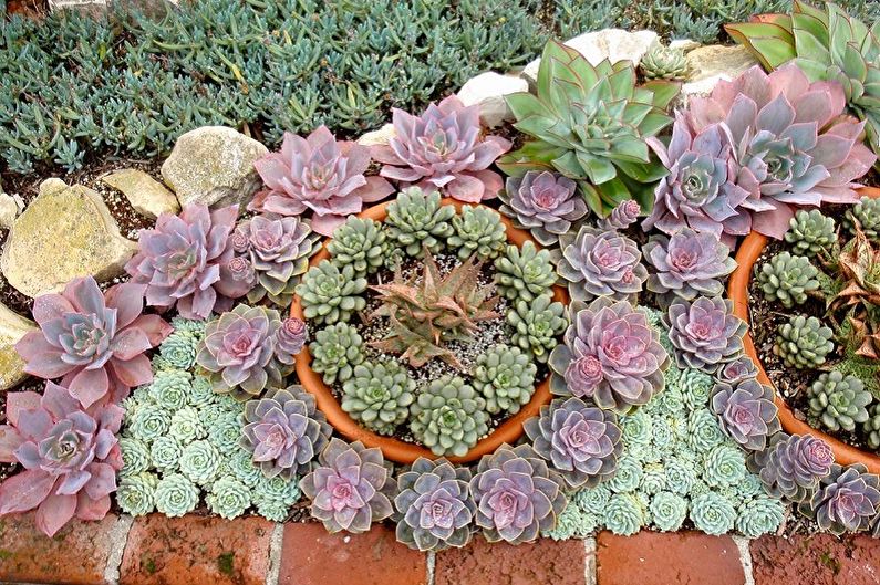 Succulents - fotoğraf