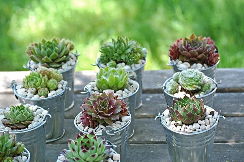 Plantes succulentes - photo