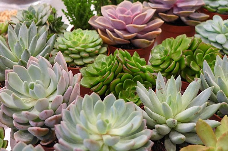 Succulents - photo