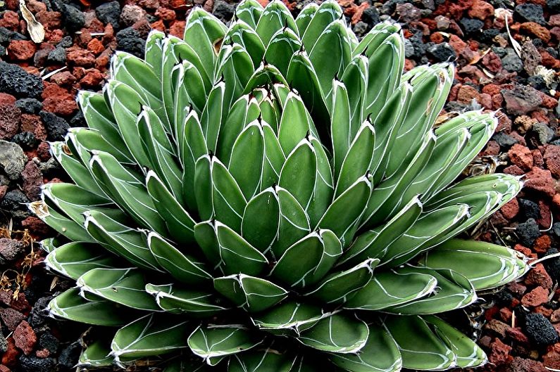 Plantes succulentes - photo