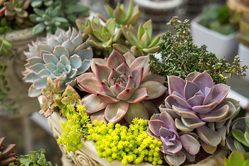 Succulents - fotoğraf