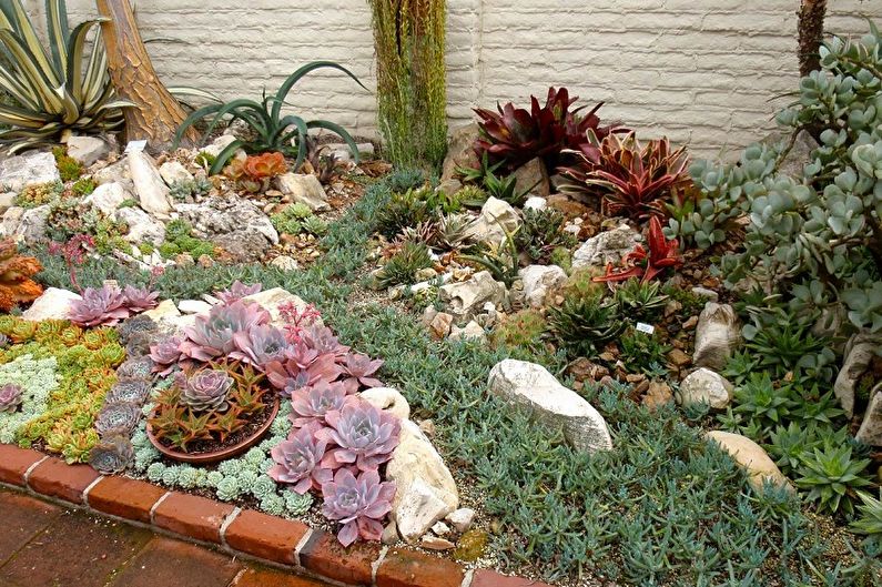 Succulents - foto