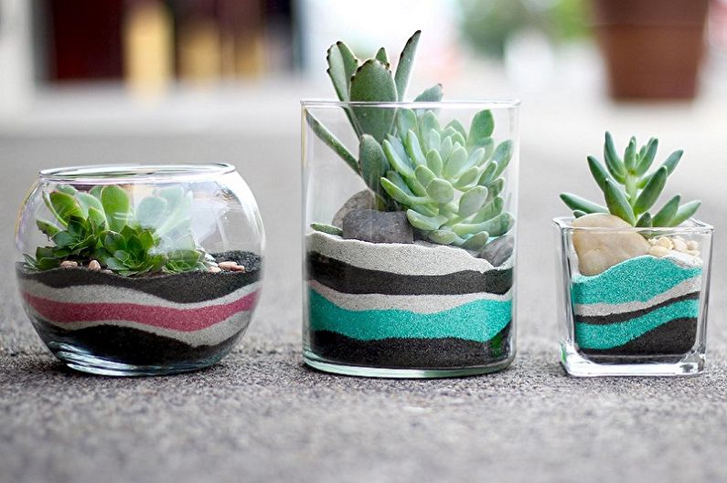 Plantes succulentes - photo