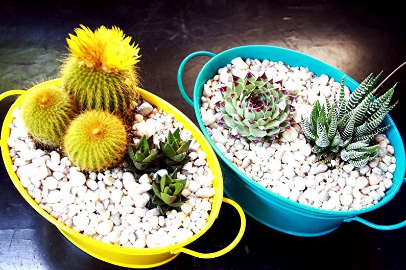 Plantes succulentes - photo