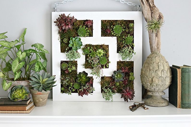 Succulents - photo